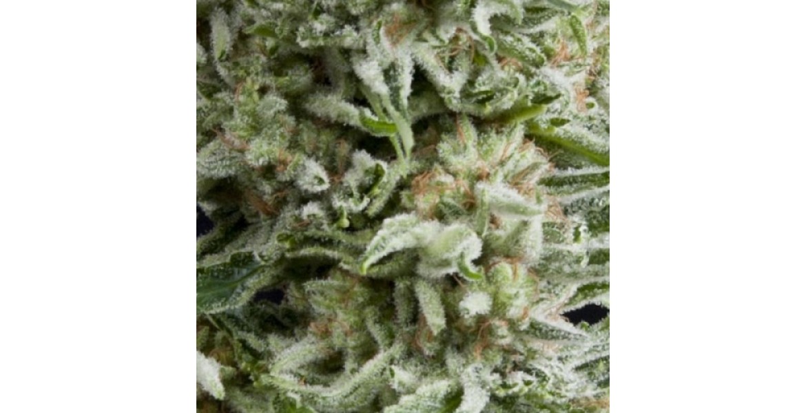 https://seedsmarket.ge/image/cache/catalog/Autoflowering/Amnesia-Gold-Autoflowering-600x600-500x500-1170x600.jpg