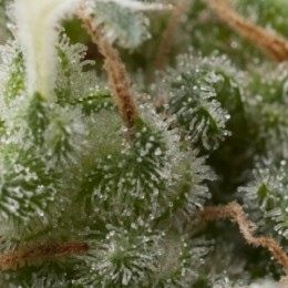 Cannabis Seeds Auto Super Hash