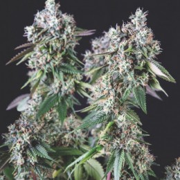 Mendocino Purple Kush 3+1 Pyramid Seeds