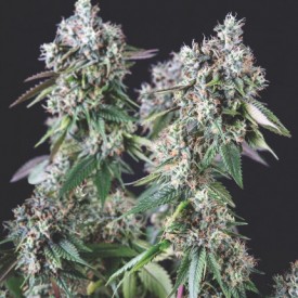 Mendocino Purple Kush 3+1 Pyramid Seeds